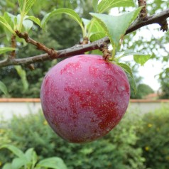 Abrikosblomme Aprikyra - Prunus domestica Aprikyra