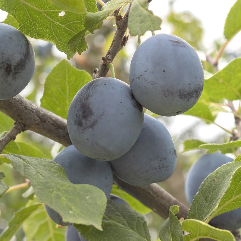 Blommetræ Herman - Prunus domestica Herman