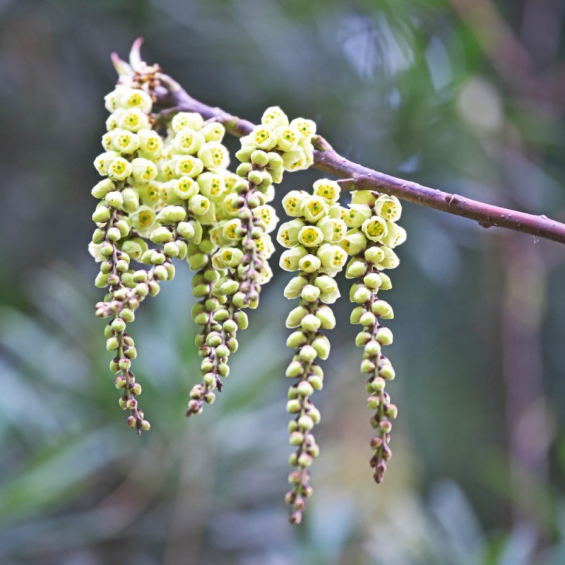 Akshale 40-80 cm. - Stachyurus praecox