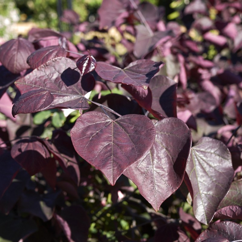 Rødbladet Judastræ Merlot 40-80 cm. - Cercis canadensis Merlot