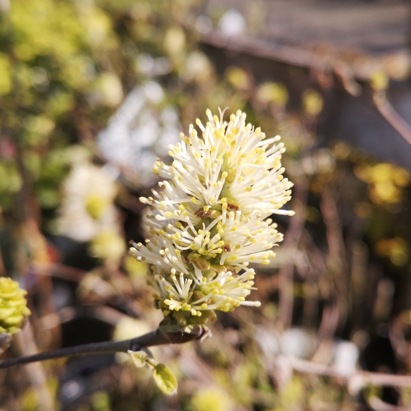 Troldel Blue Shadow - Fothergilla intermedia Blue Shadow
