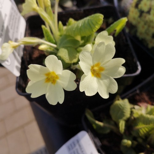 Storblomstret Kodriver - Primula vulgaris