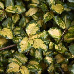 Broget Skærmsølvblad 30-60 cm. - Elaeagnus pungens Maculata