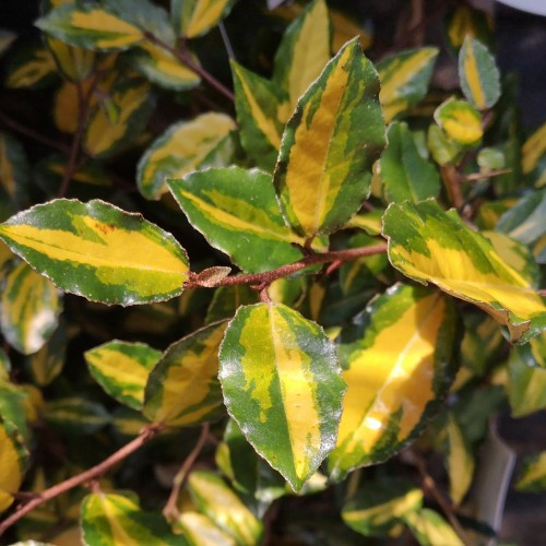 Broget Skærmsølvblad - Elaeagnus pungens Maculata
