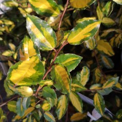 Broget Skærmsølvblad 30-60 cm. - Elaeagnus pungens Maculata