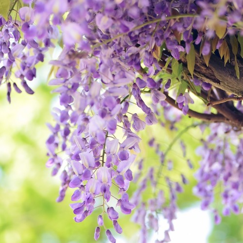 Kinesisk Blåregn - Wisteria sinensis