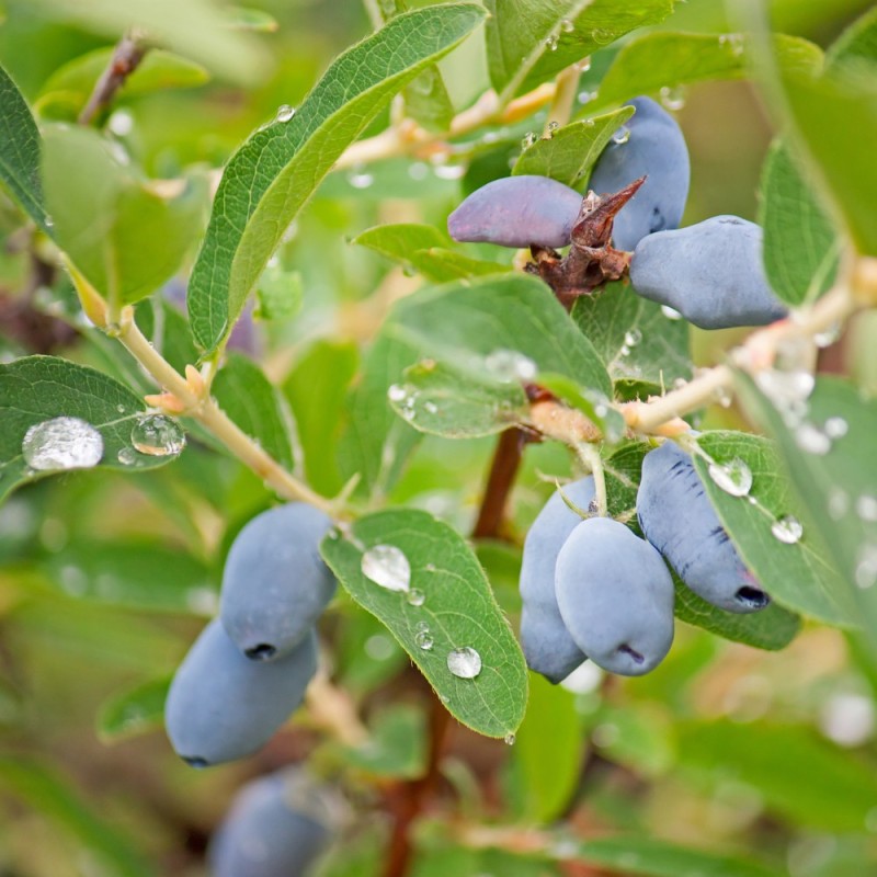 Honningbær Eisbär - Lonicera caerulea Eisbär