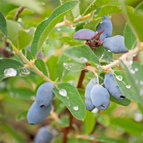 Honningbær Eisbär - Lonicera caerulea Eisbär