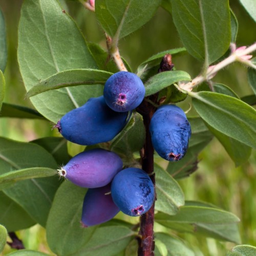 Honningbær Blue Rock - Lonicera caerulea Blue Rock