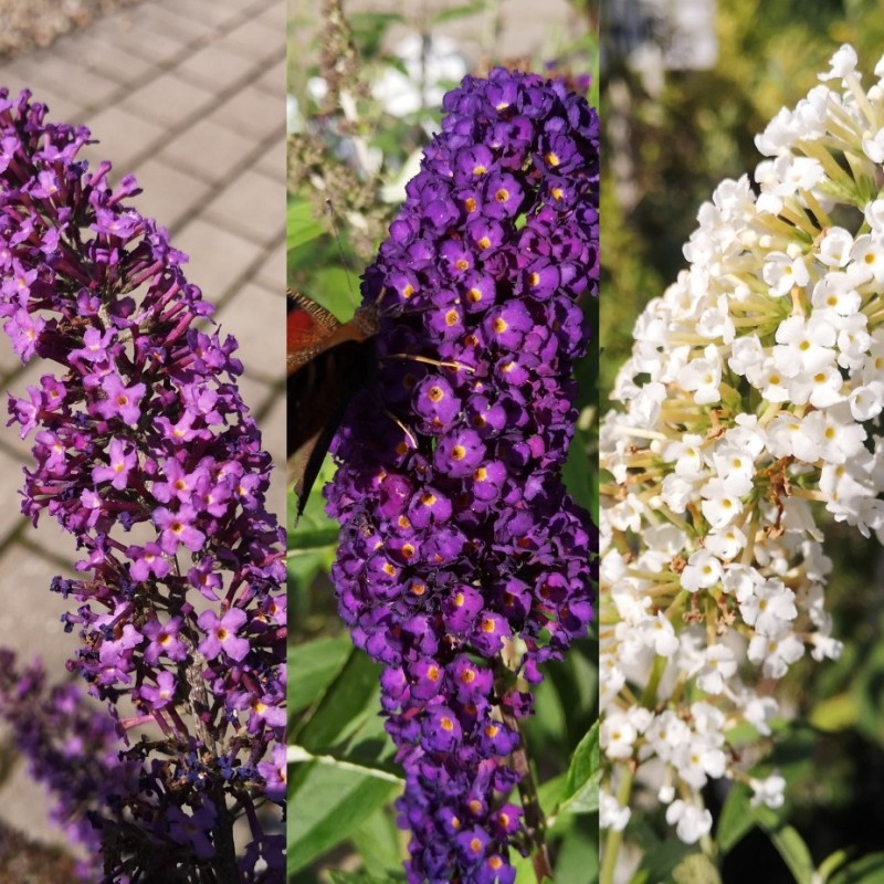 Sommerfuglebusk Tricolor (3 farvet) - Buddleja davidii Tricolor