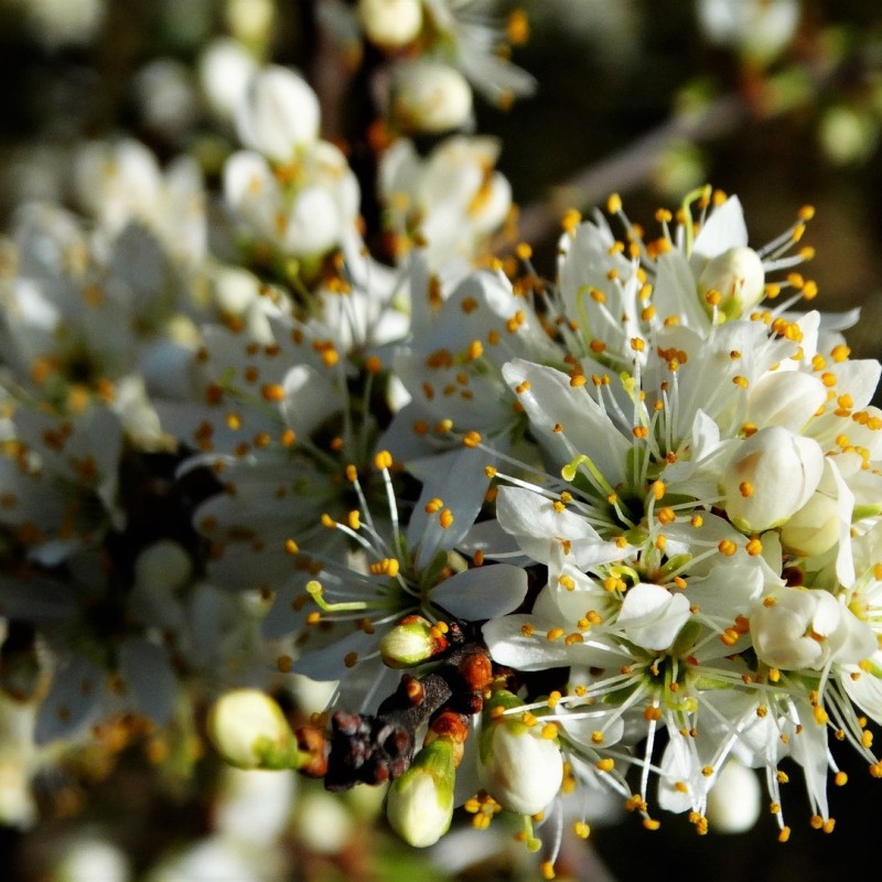 Slåen Busk – Skab læ og liv i haven med prunus spinosa
