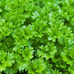 Kruspersille - Petroselinum...