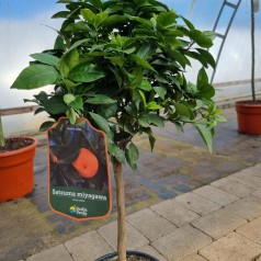 Mandarintræ Satsuma 50-60 cm. - Citrus Satsuma