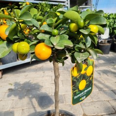 Kumquat Obovata - Citrustræ