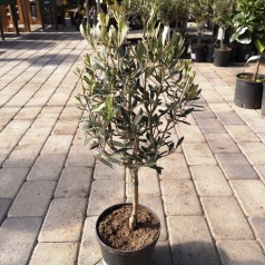 Oliventræ - Olea europaea 17 cm. stamme