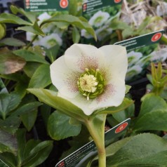 Påskeklokke White Lady - Helleborus hybrid White Lady