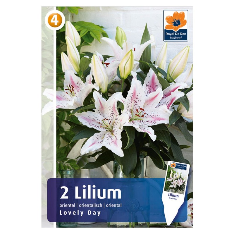 Liljer oriental Lovely Day - Lilium - 2 løg