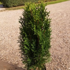 Thuja occidentalis Smaragd