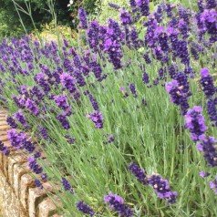 Lavendel Hidcote Blue - Lavandula angustifolia Hidcote Blue