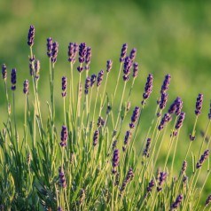 Lavendel Munstead - Lavandula angustifolia Munstead