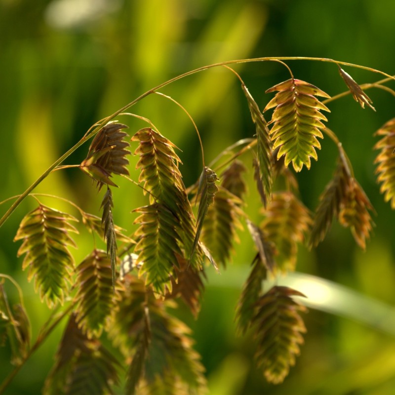 Fladaks - Chasmanthium latifolium