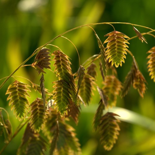 Fladaks - Chasmanthium latifolium