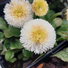 Tusindfryd Planet White - Bellis perennis Planet White