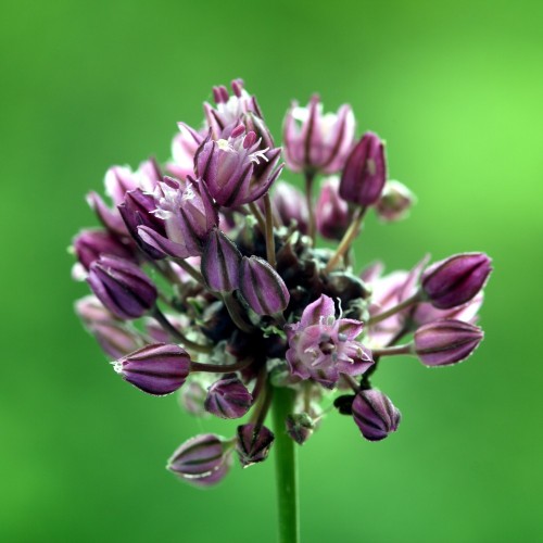 Skovløg - Allium scorodoprasum Engelstrup