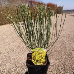 Vårgyvel Allgold 30-60 cm. - Cytisus praecox Allgold