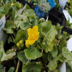 Engkabbeleje - Caltha palustris