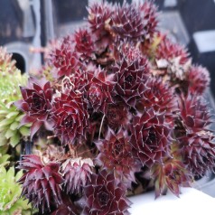 Husløg Bronco - Sempervivum hybrid Bronco