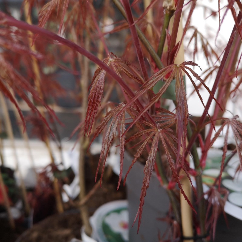Japansk Ahorn Firecracker - Acer palmatum Firecracker