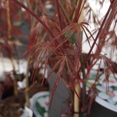 Japansk Ahorn Firecracker - Acer palmatum Firecracker