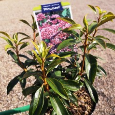 Kalmia latifolia Pinwheel 25-40 cm.