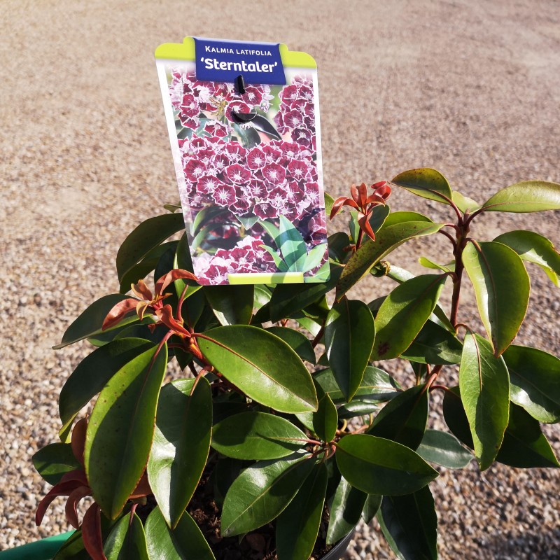 Kalmia latifolia Sterntaler