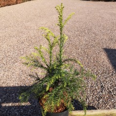 Kryptomeria Sekkan 30-60 cm. - Cryptomeria japonica Sekkan