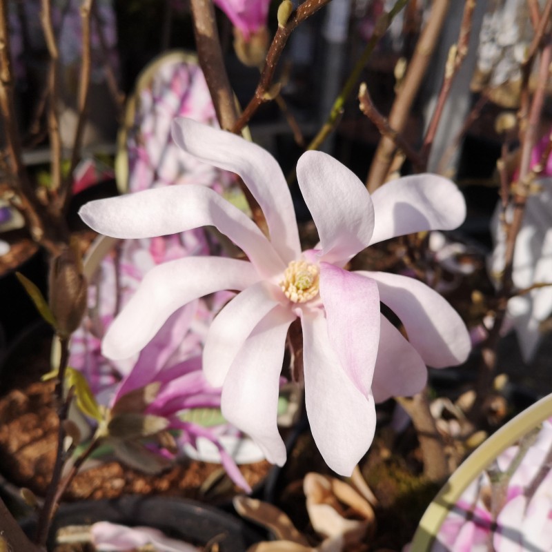 Stjernemagnolia Leonard Messel - Magnolia loebneri Leonard Messel