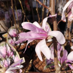 Stjernemagnolia Leonard Messel - Magnolia loebneri Leonard Messel