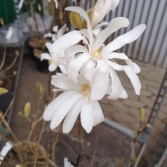 Stjernemagnolia - Magnolia stellata