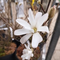 Stjernemagnolia - Magnolia stellata