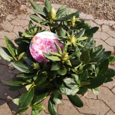 Rhododendron hybrid Cosmopolitan 30-50 cm.