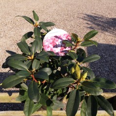 Rhododendron hybrid Midnight Mystique