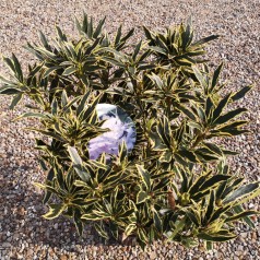 Rhododendron hybrid Ponticum Variegatum 30-60 cm.