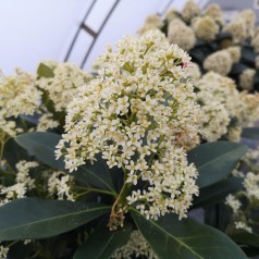 Skimmia Japonica Finchy - 5L potte
