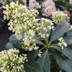 Skimmia Japonica Finchy - p10 12+blomster