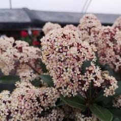 Skimmia japonica Rubella 50+ blomster