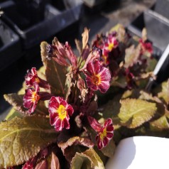 Kodriver Dark Rosaleen - Primula vulgaris Dark Rosaleen