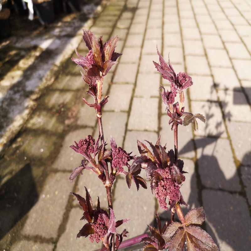 Rødlig Hyld 30-60 cm. - Sambucus nigra Serenade
