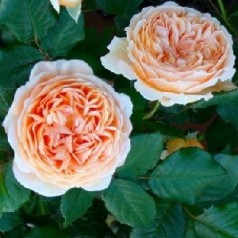 Rose Crown Princess Margareta - Engelsk Slyngrose
