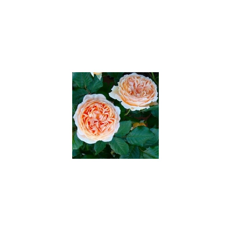 Rose Crown Princess Margareta - Engelsk Slyngrose